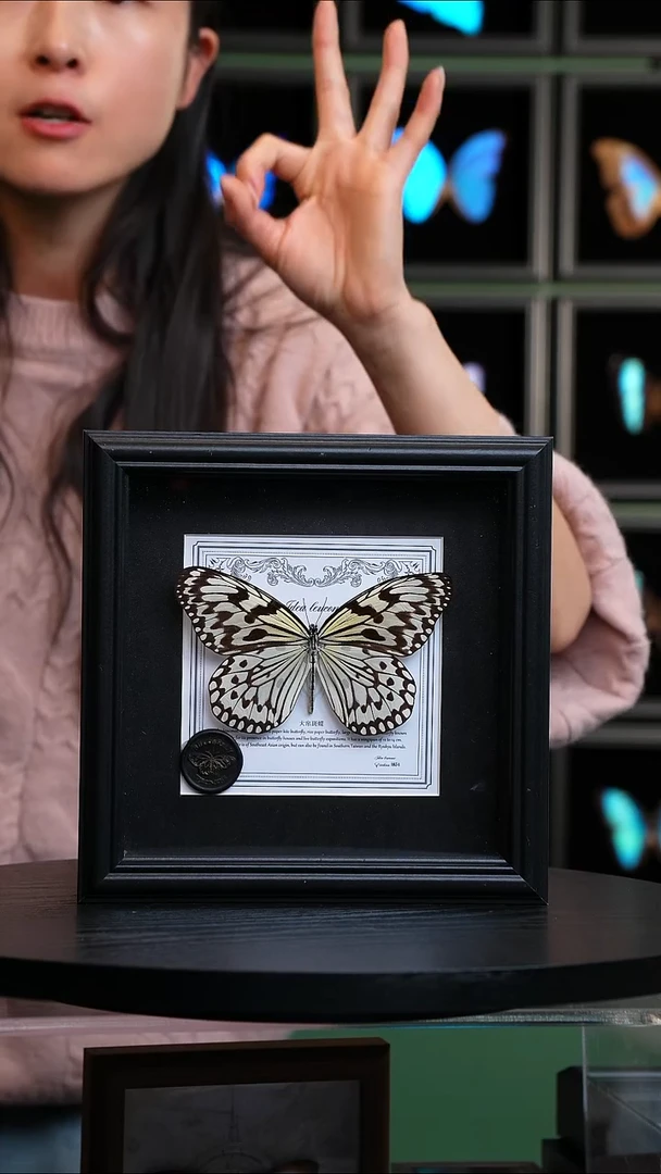 大帛斑蝶盲盒版7寸方框