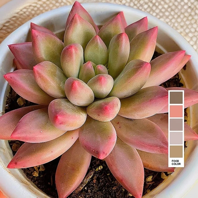 单头起虞美人  岩字 脱土发货 多肉【满15包邮】新手好养 贵货