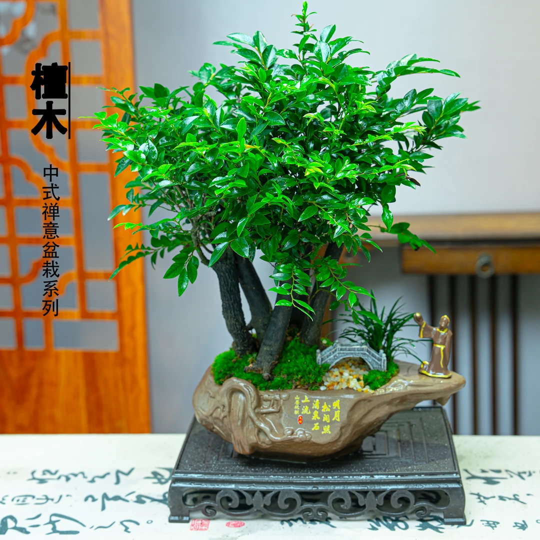 【老桩檀木】盆栽花卉驱蚊驱虫提神四季好养室内四季常青净化空气