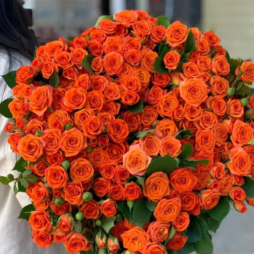【橙色芭比  多头玫瑰】 鲜切花水养花期长