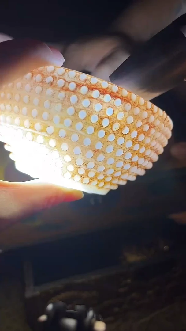 和田玉未镶嵌把件碗.1件.白