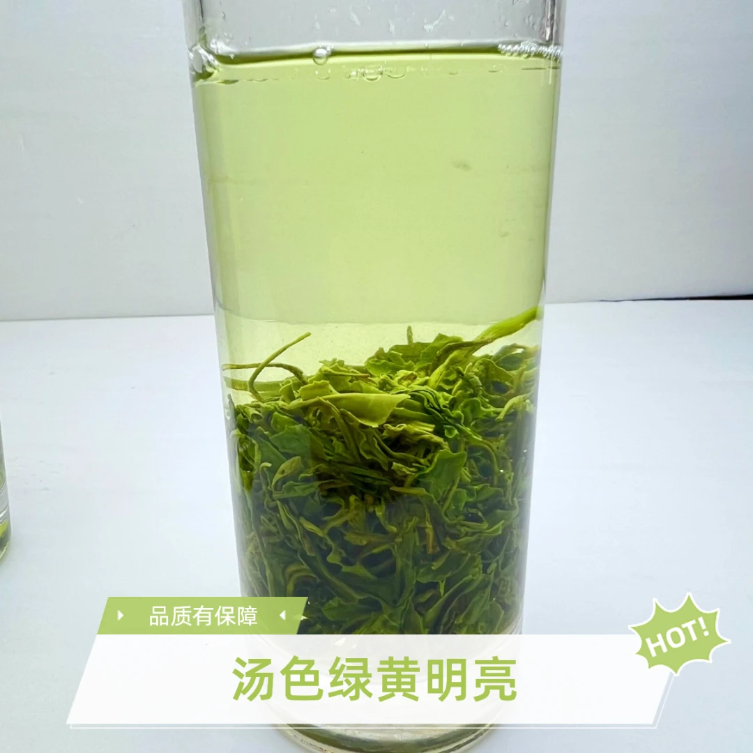 茗香树信阳毛尖口粮茶春茶传统工艺汤色黄绿明亮香气持久茶厂直销