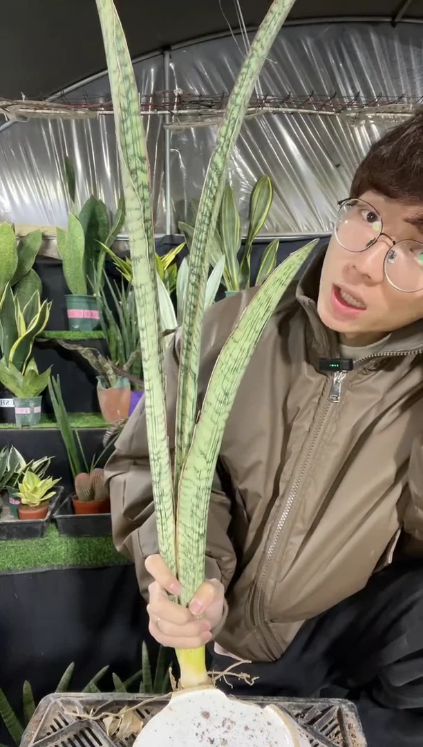 【闪购商品】高脚埃及艳后38.8