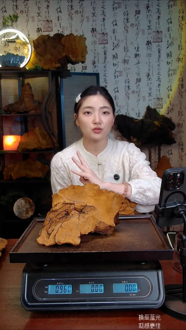 松针层孔菌中国大陆【藏区】松树桑黄（1.92斤）50-60年份