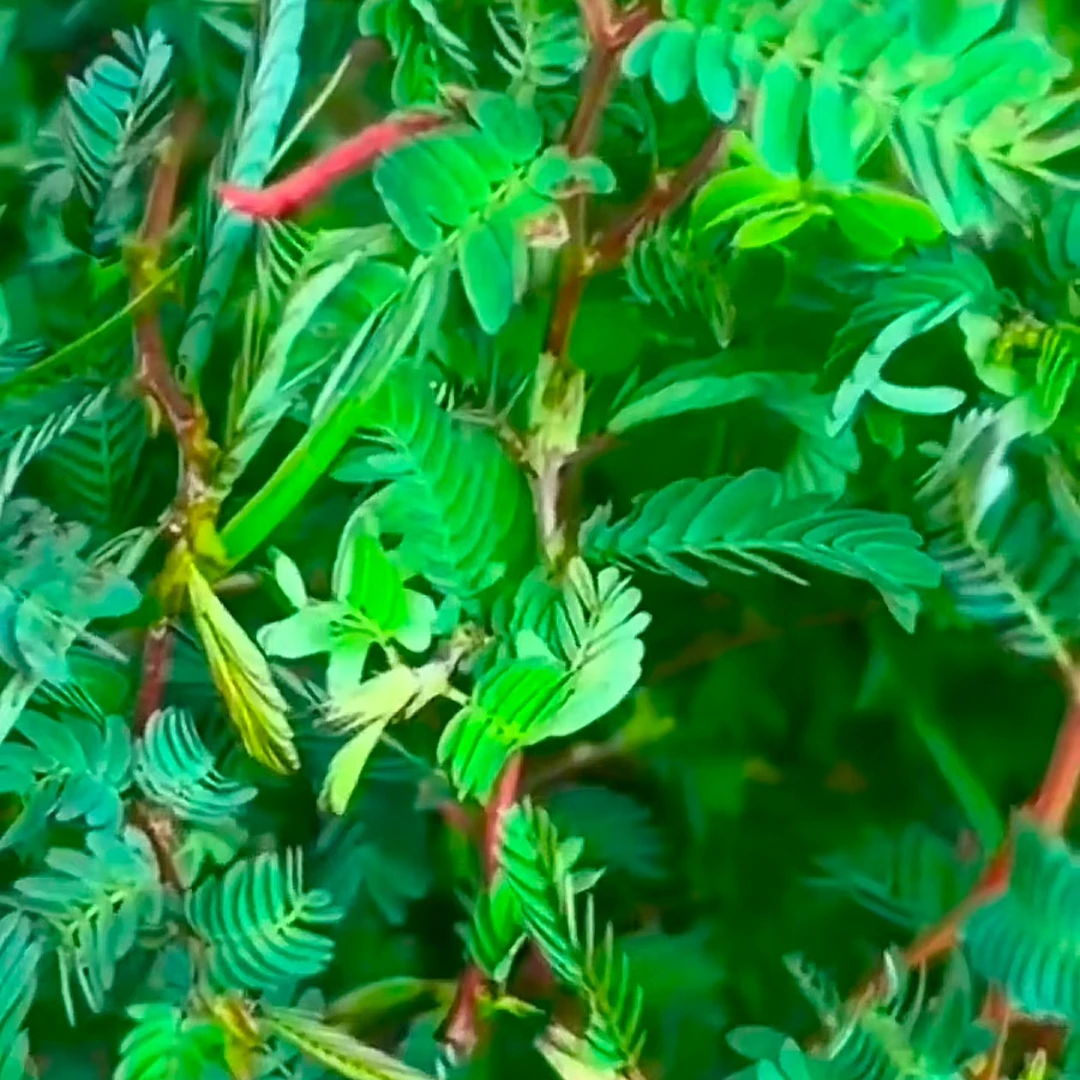 大山铁甲草自然晒干