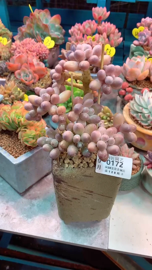 罗***周0172-一物一拍