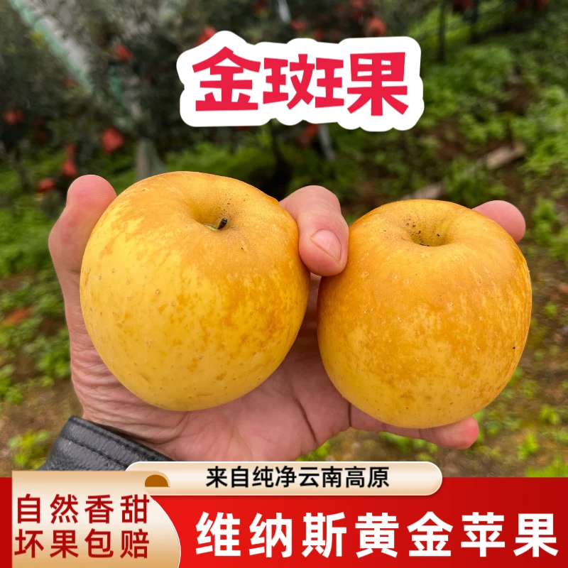正宗云南昭通维纳斯黄金苹果 非常甜 京东包邮 非奶油富士