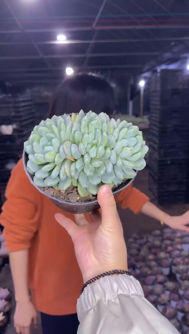 三头百达翡翠  7