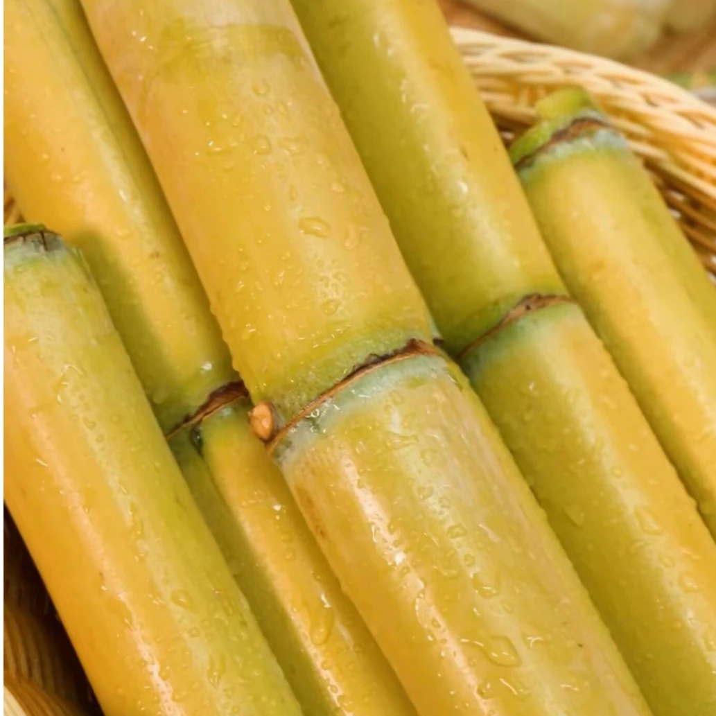 云南黄金甘蔗净重5斤薄皮多汁整根切断现砍发货切口微红
