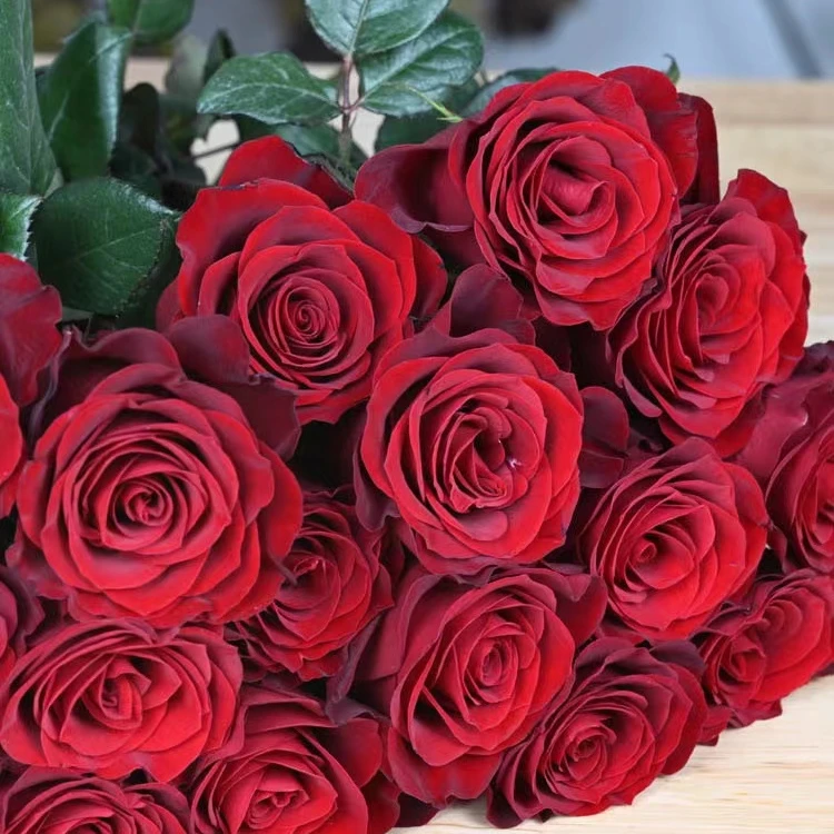 鲜花【高原红】家庭同地址两单京东或邮政送货上门+配草1扎