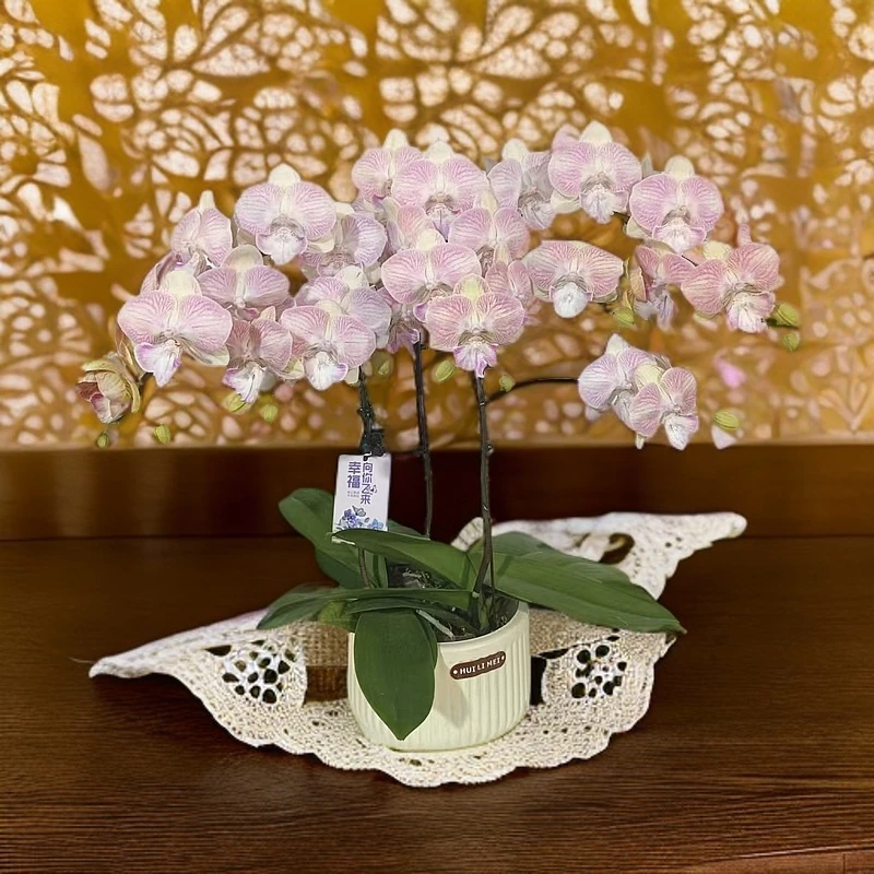 蝴蝶兰【彩月大舌头】淡淡粉色系室内种植 观赏送礼 带花发货