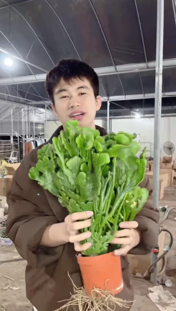 【闪购商品】超大号 彭珊瑚