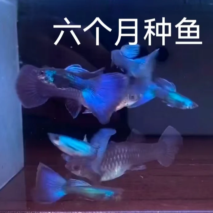 冰蓝孔雀鱼繁殖套餐（公鱼蓝色母鱼灰色）