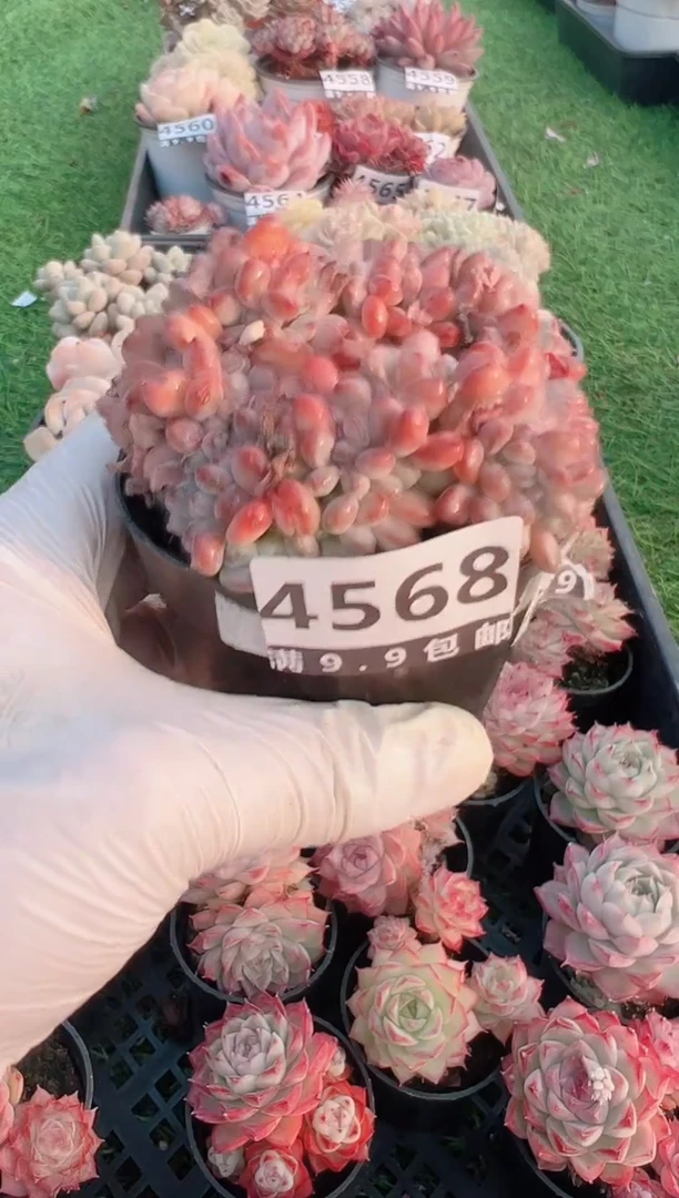 【闪购商品】信福多肉一物一拍