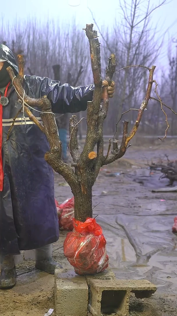 完全开放枣树1118