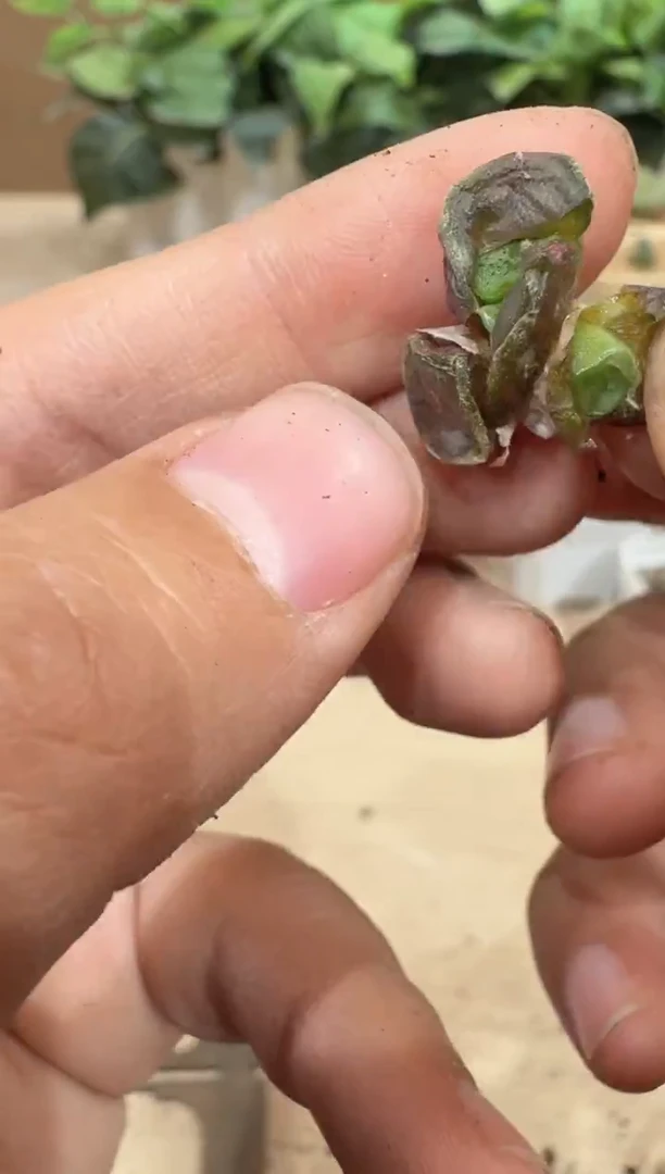 29-159多肉植物肉锥