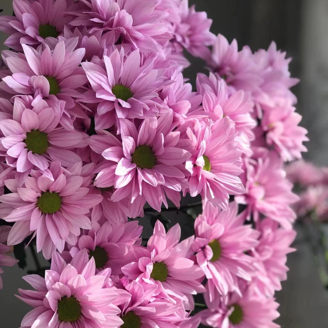 【顺丰发货】小仙女雏菊鲜花1-4单一个运费自选品种