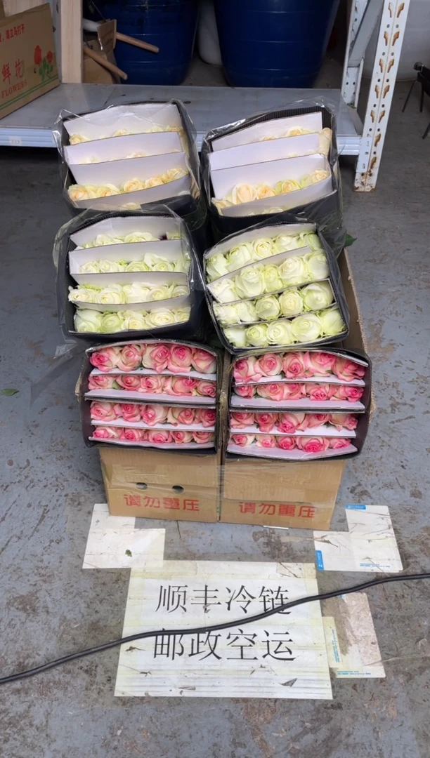 艾沙20枝+白雪山20枝+香槟20枝