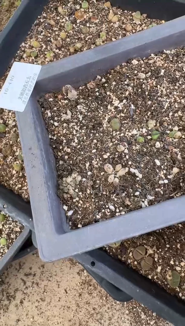 10-440多肉植物肉锥