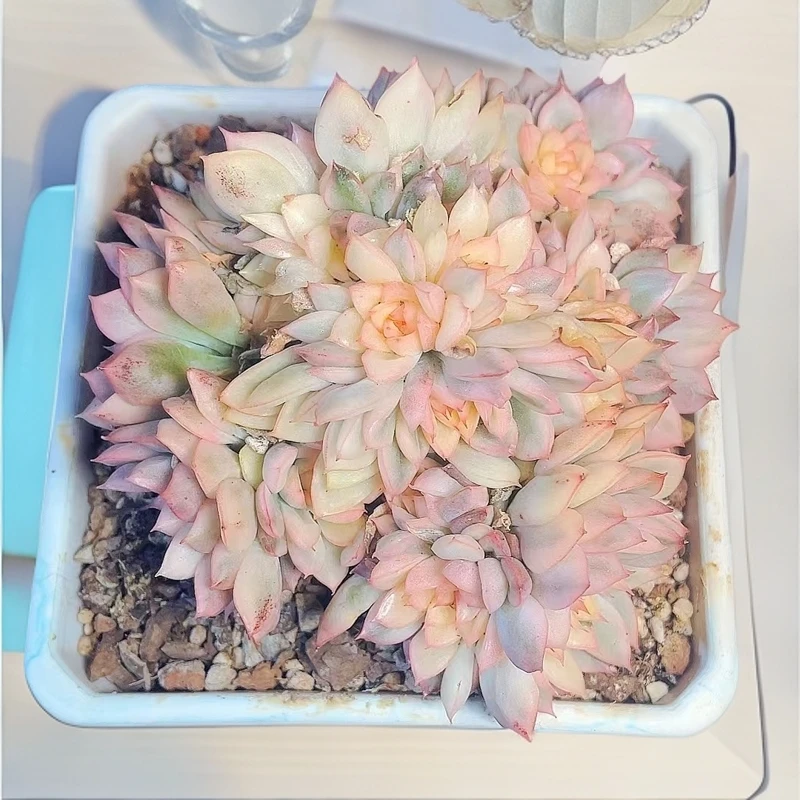 71多肉（女雏锦）直播展示 产品多肉植物