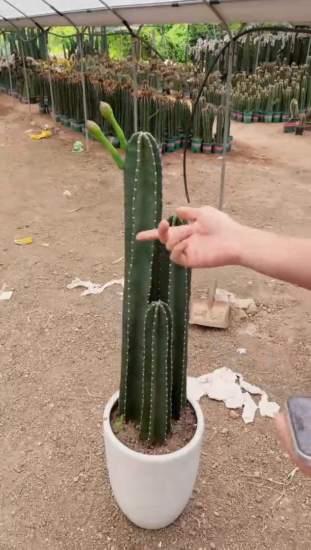 【带根】30 50 70cm 量天尺