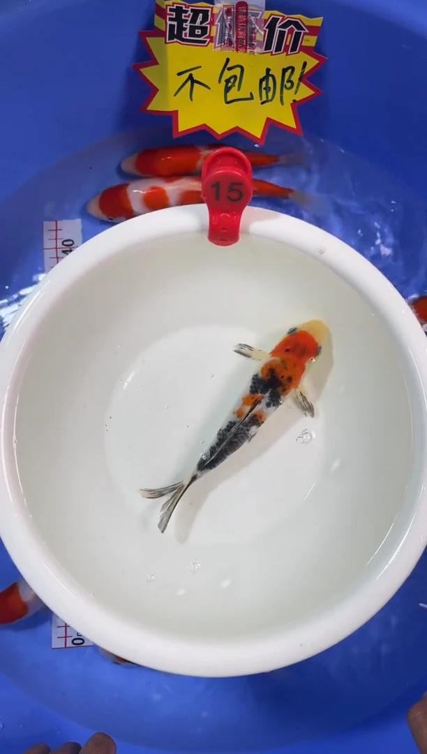 锦鲤活体二号链接