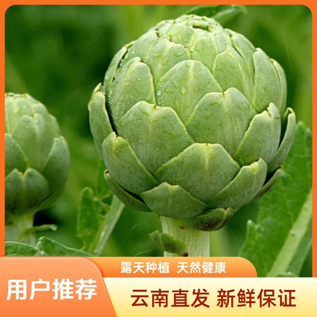【产地直发精品小果】云南露天新鲜洋蓟头茬嫩果朝鲜蓟西餐奶蓟