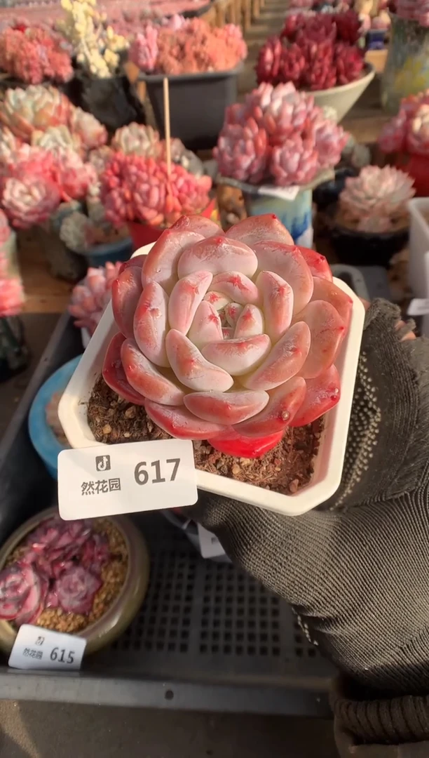 617糖心多肉植物一物一拍