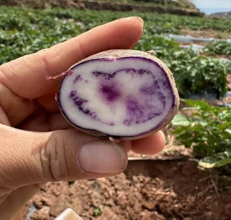 四川大凉山现挖现发乌洋芋