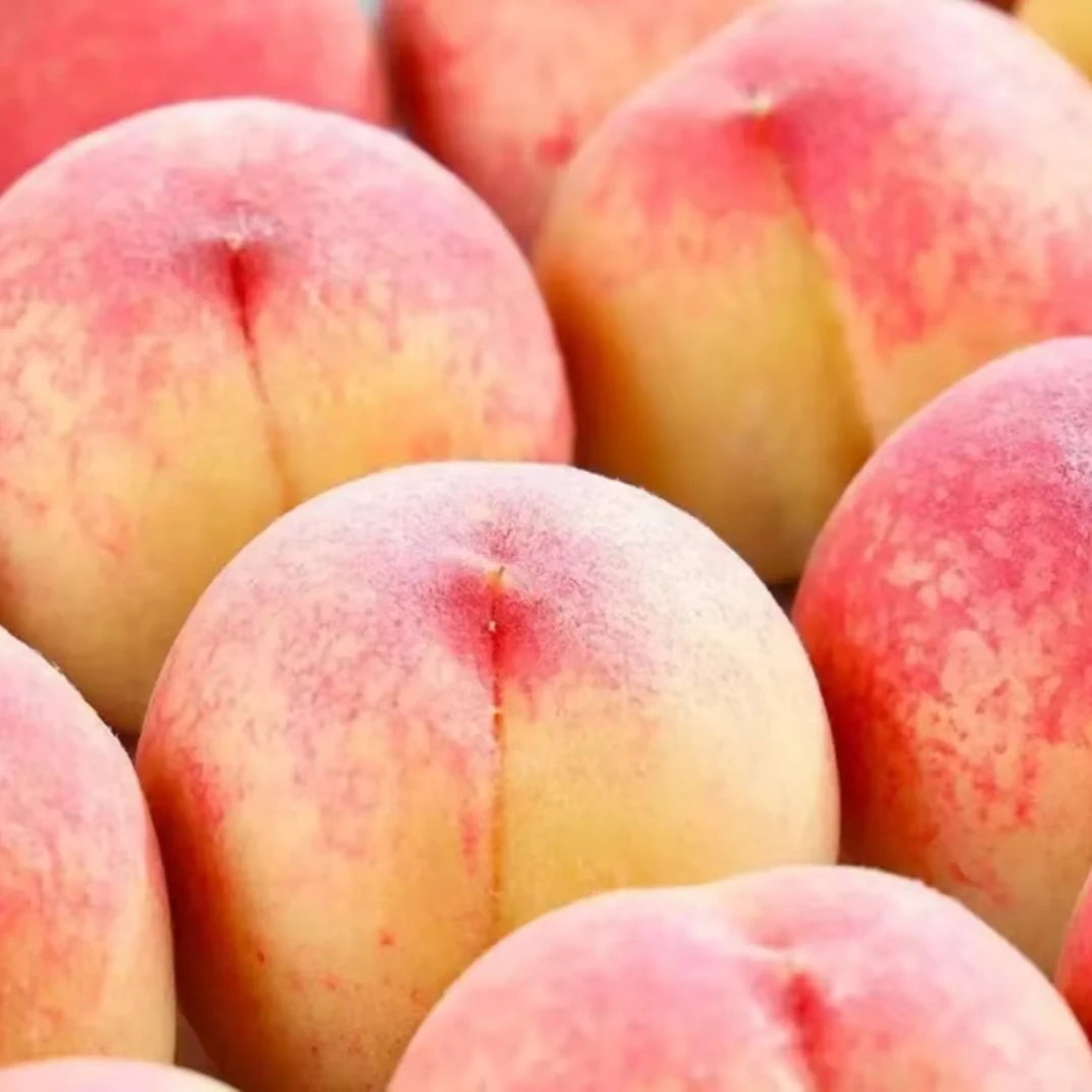 新鲜采摘水蜜桃软硬两吃脆甜多汁应季水果包邮