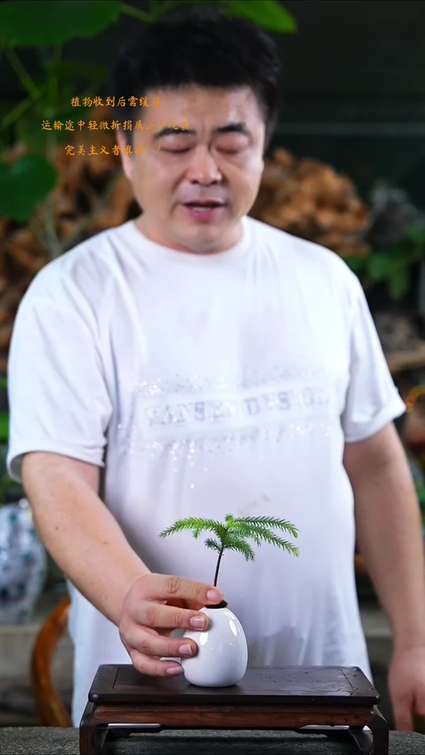 当前无花栽培后可以开花南洋杉392T