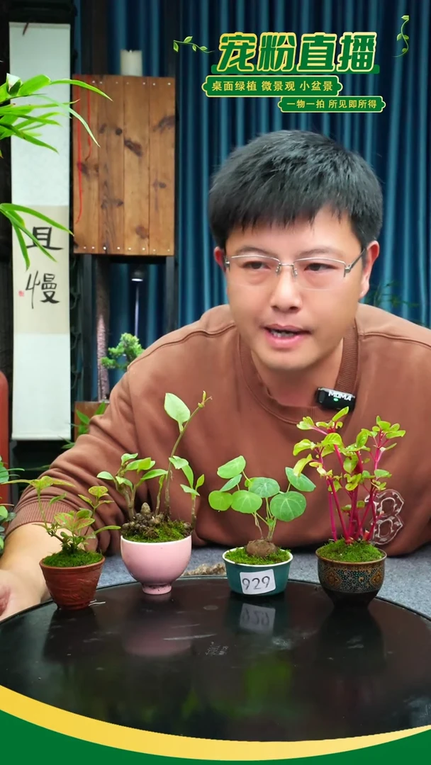无花朵晓*拧苔藓微景观929号