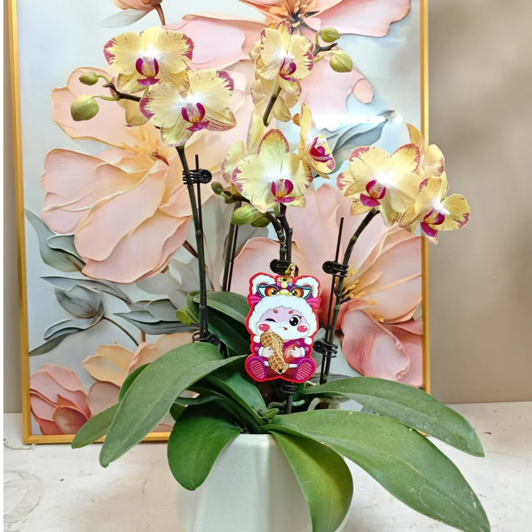 A级 【风火轮】精品 蝴蝶兰