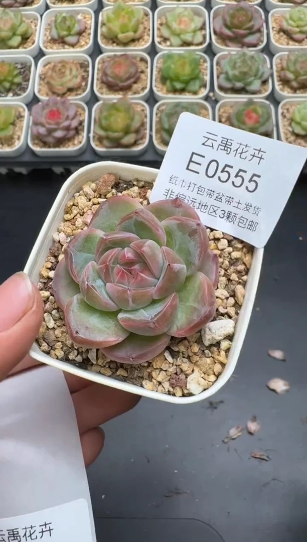 555E云禹多肉植物 带盆土纸巾打包 3颗包邮