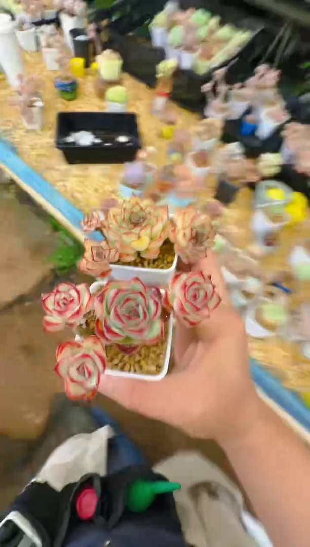 已*置金—121.122—仙农（2盆荷）