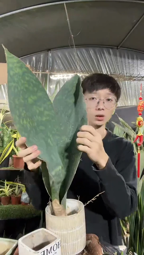 一物一拍翡翠宝镜裸根58