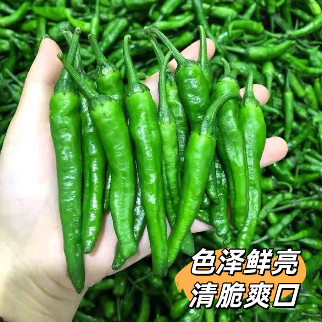 正宗樟树辣椒精品新鲜薄皮小青椒微辣清香爽口农家自种现摘现发