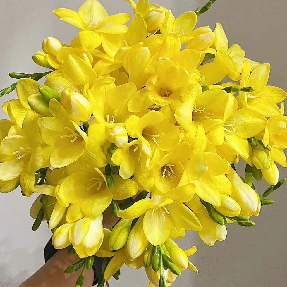 【一品花集】【黄色】香雪兰 云南昆明基地直发家用鲜花