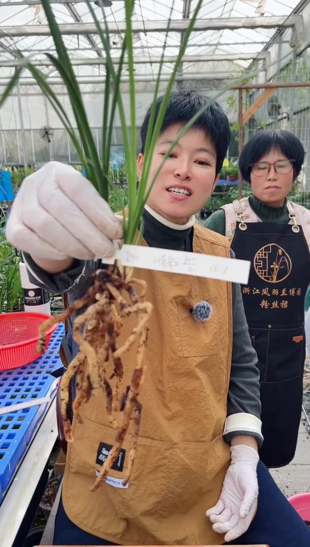 当前无花朵，栽培后可花朵R*o老朵云，，， Ryo