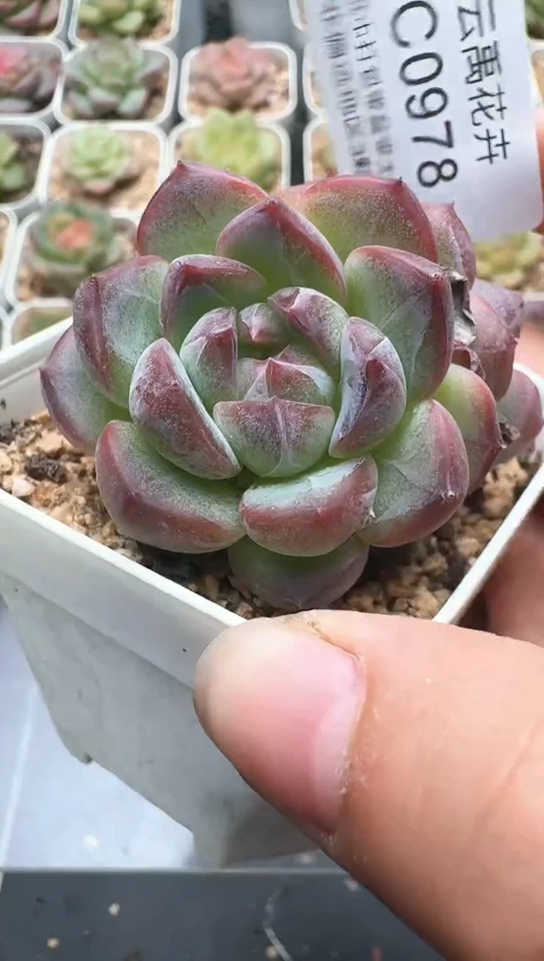 978C云禹多肉植物 带盆土纸巾打包 3颗包邮