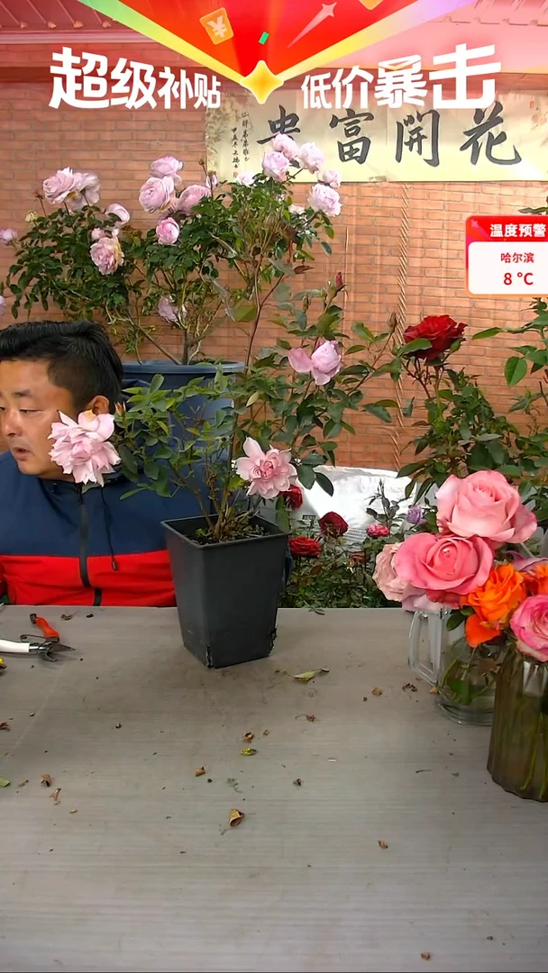 当前无花朵，栽培后可花朵幻紫