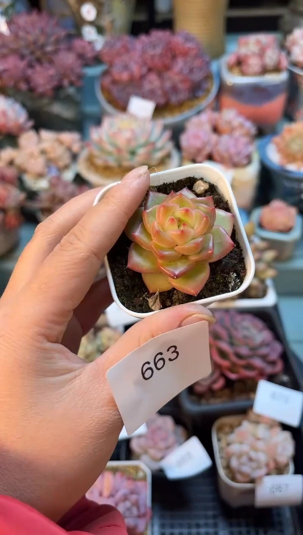 663单头珍妮个体多肉