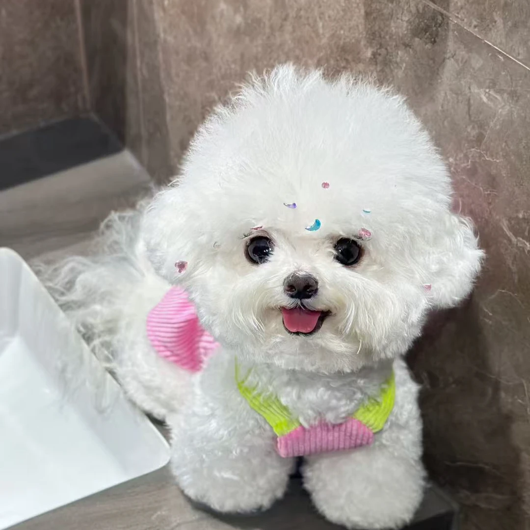 【雾都宠物生活馆】小宠物比熊泰迪博美等精品犬性格超好健康保障