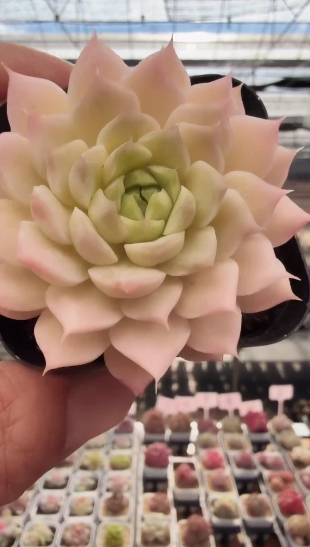 东云多肉园新款-19