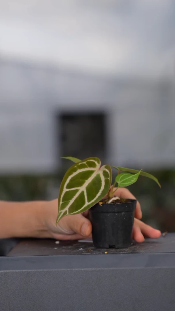 完全开放404花烛8号