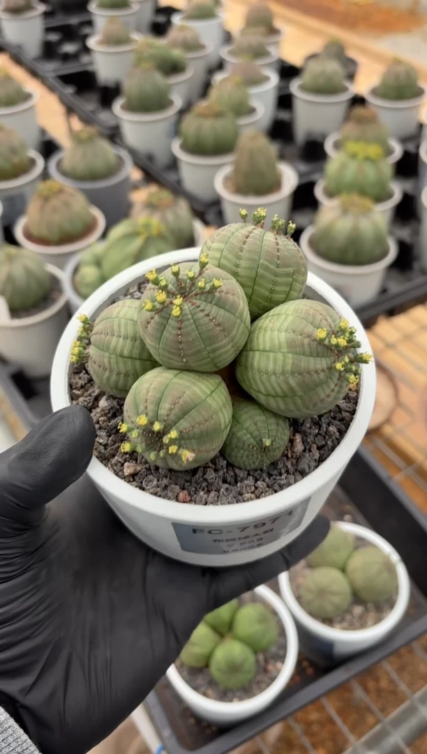 布纹球大戟FC-7971