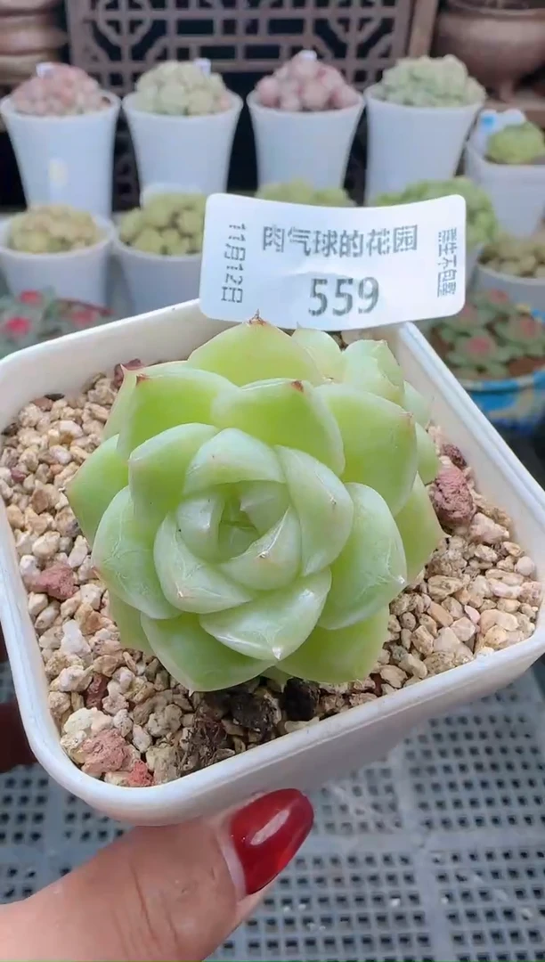 1112-559（群生不包整）