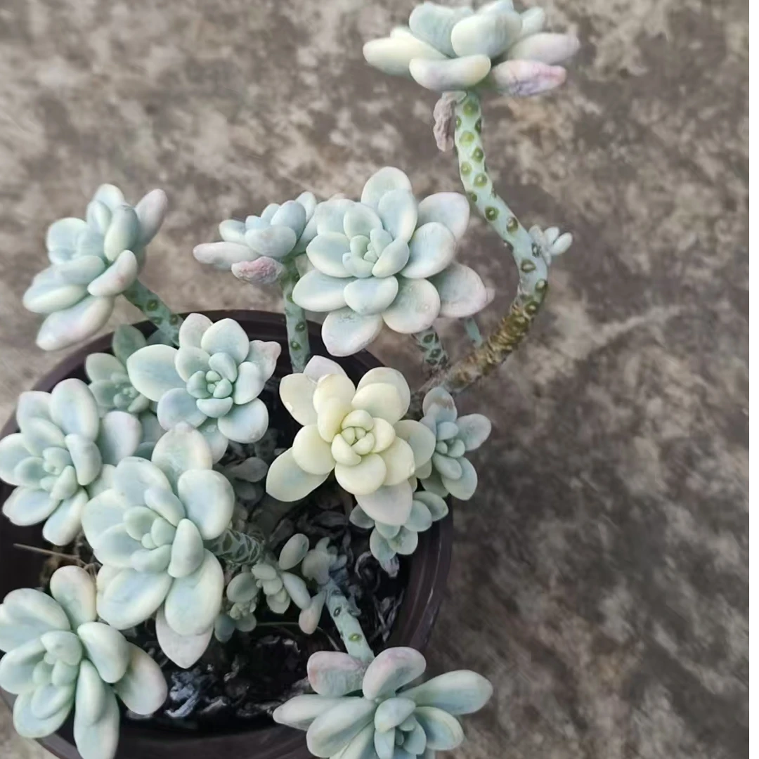 劳尔锦  脱土发货