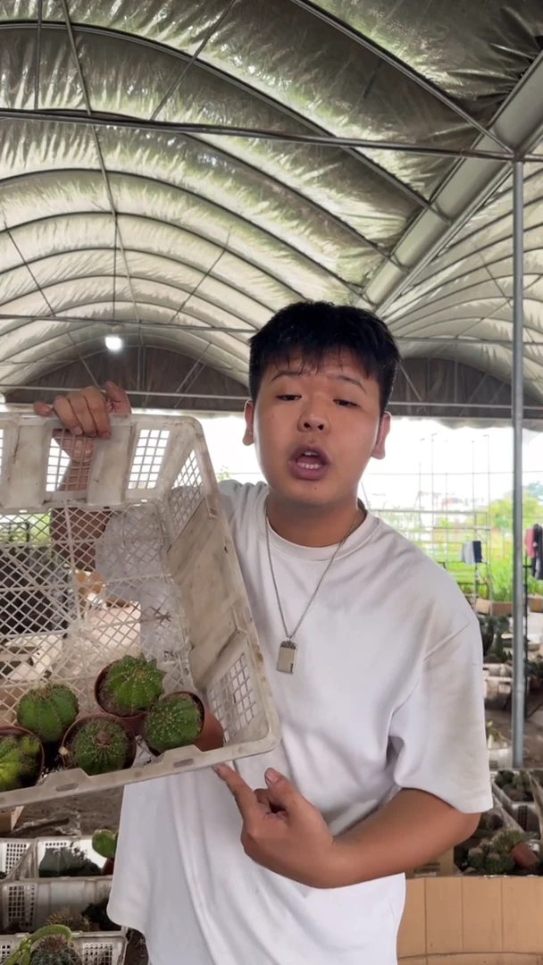 10颗 实生根 席克氏彩草 4-6cm