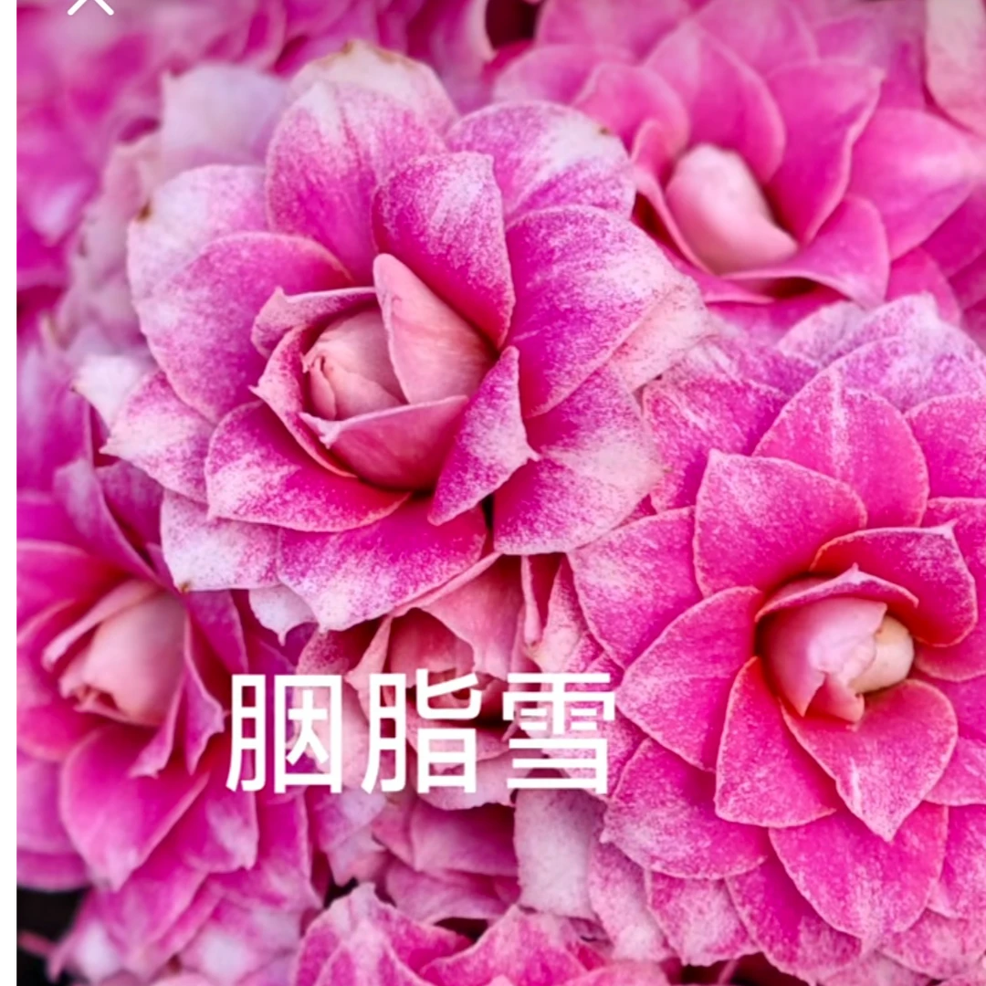 （胭脂雪 120盆）基地直发长寿花 重瓣粉色大花 懒人盆栽